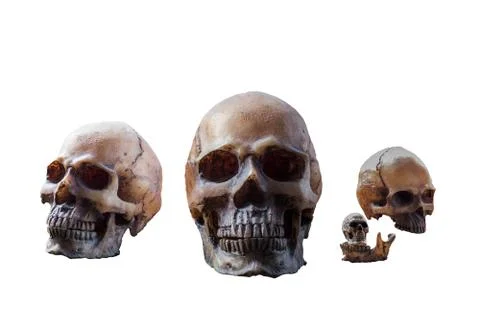 Skull on a white background. Stock Photos