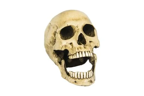 Skull on the white background  Stock Photos