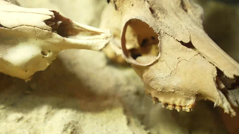 Skull of wild animals on ground Stock Footage 219842247