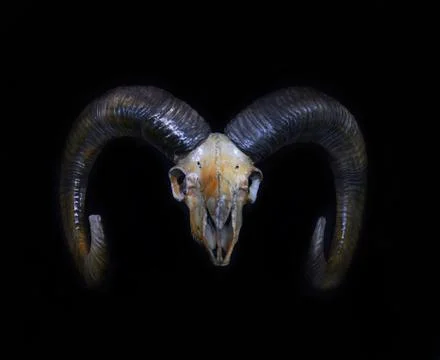 Skull of wild ram Stock Photos