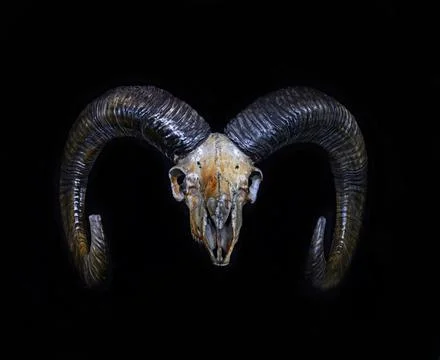 Skull of wild ram Foto stock