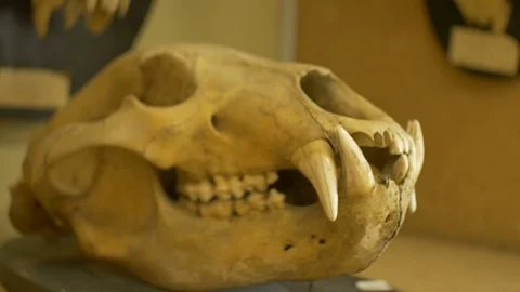 Skull of a Wolf Stock Footage 93459589