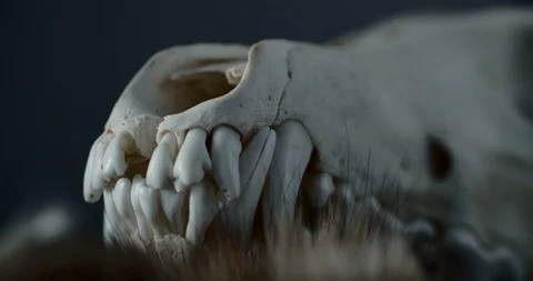 Skull of Wolf Shallow Depth of Filed Stock Footage 128328227