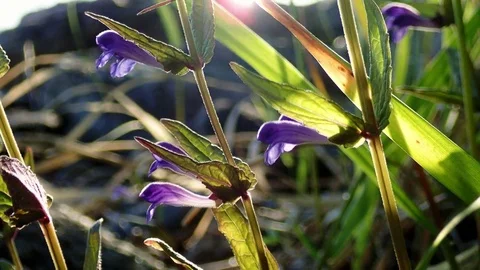 Skullcap flower with lens flare backlight sun Stock Footage 83868202