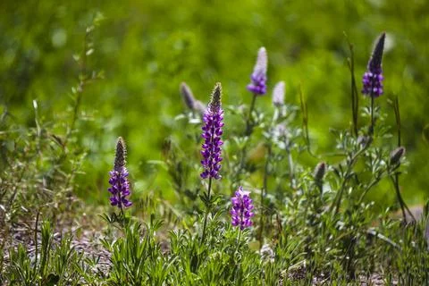 Skullcap flower 库存照片