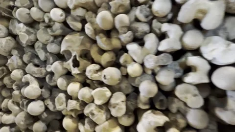 Skulls and Bones Stock Footage 240313290