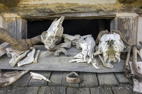 Skulls and bones Stock Photos