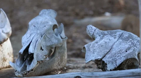 Skulls of animals lie on the beam Stock Footage 54687783