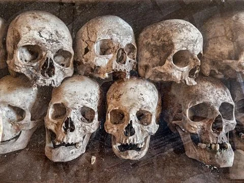 Skulls On A Bookshelf Stock Photos