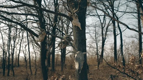 Skulls hang in the trees Stock Footage 113269935