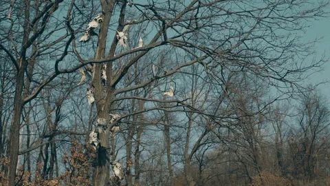 Skulls hang in the trees Stock Footage 113270539