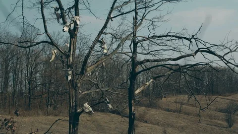 Skulls hang in the trees Stock Footage 113270769