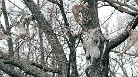 Skulls hang in the trees Stock Footage 113325664
