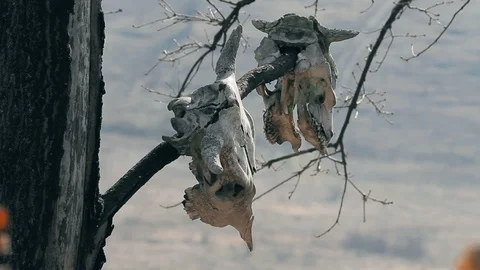 Skulls hang in the trees Stock Footage 113326104