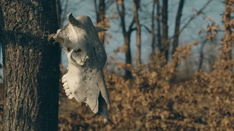 Skulls hang in the trees Stock Footage 113328153
