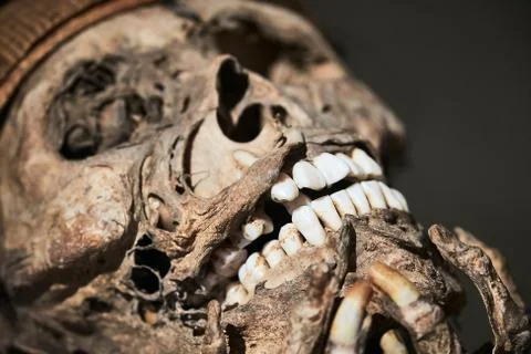 Skulls of a mummy Stock Photos