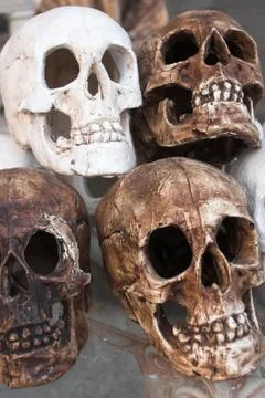 Skulls Stock Photos