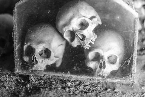 Skulls Stock Photos