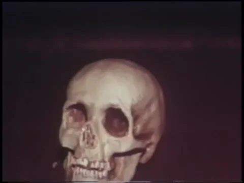 Skulls on shelf Stock Footage 260251253