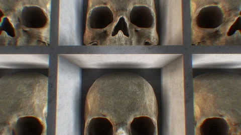 Skulls Specimens Stock Footage 263884965