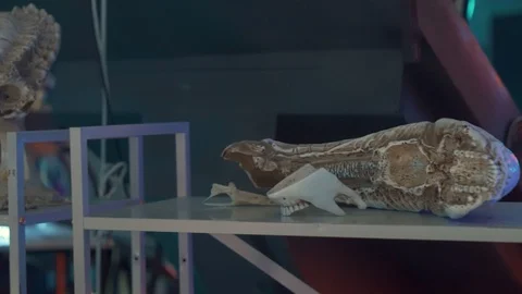 Skulls  teeth jaws bones of aliens Glass tubes lie on the shelves Future Researc 스톡 동영상 98821558