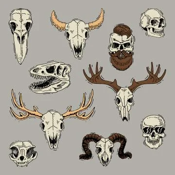 Skulls vector boned head of animals of bull goat or sheep and human skull with Ilustração Stock