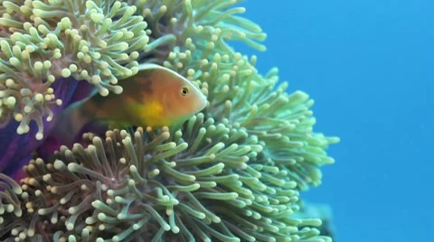 Skunk anemonefish Stock Footage 10760376