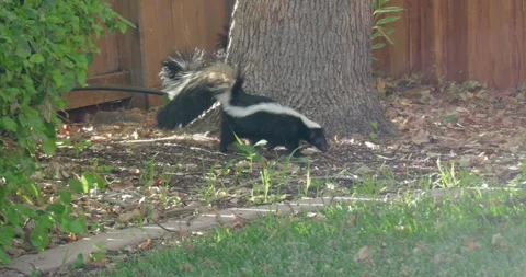 Skunk with babies walking around a tree in a yard in slow motion Stock Footage 311064259