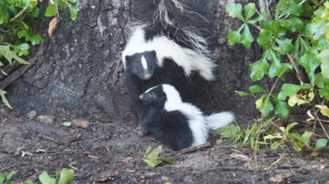 Skunk Baby Video stock 25204385