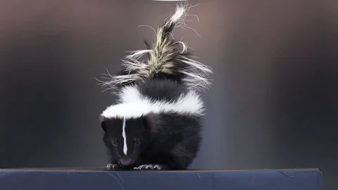 Skunk on black background Stock Footage 83083816