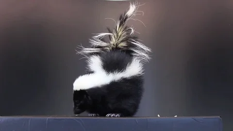 Skunk on black background Stock Footage 83083852