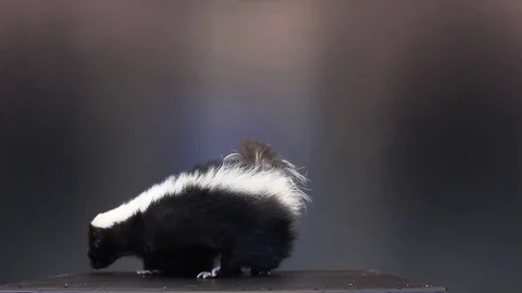 Skunk on black background Video stock 83083863