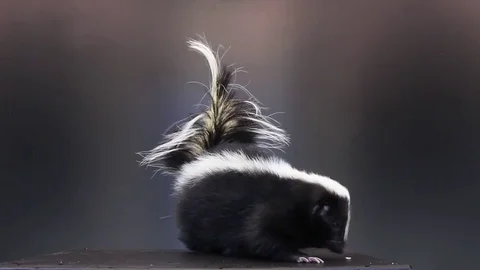 Skunk on black background Stock Footage 83083873