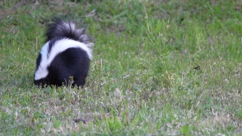 Skunk breaking into private backyard, digging 스톡 동영상 277120495