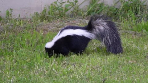 Skunk breaking into private backyard, digging Stock Footage 277121325