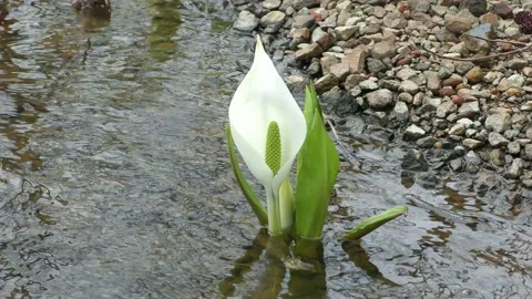The skunk cabbage that blooms in the murmuring Stock Footage 144721535