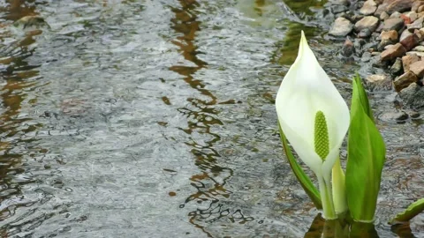 The skunk cabbage that blooms in the murmuring Stock Footage 144721544