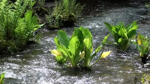 Skunk Cabbage In A Creek.m2ts Stock Footage 7758067