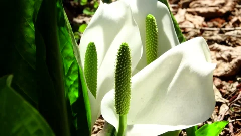 Skunk Cabbage Stock-Footage 332265226