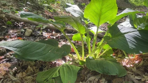 Skunk Cabbage growning next to a forest stream with flowing water Stock Footage 239492118