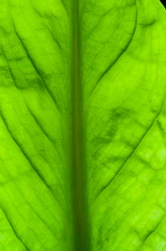 Skunk cabbage Stock Photos