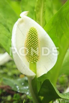 Skunk Cabbage Stock Photos