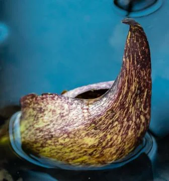 Skunk Cabbage 库存照片