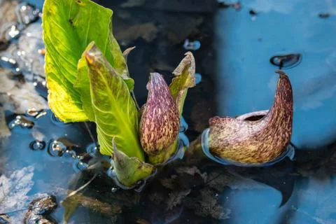 Skunk Cabbage 스톡 사진