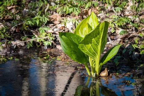 Skunk Cabbage 库存照片