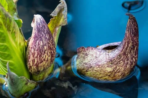 Skunk Cabbage 스톡 사진
