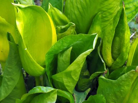 Skunk cabbage plant in Spring Foto stock