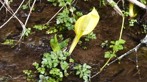 Skunk cabbage in stream Video stock 48785320