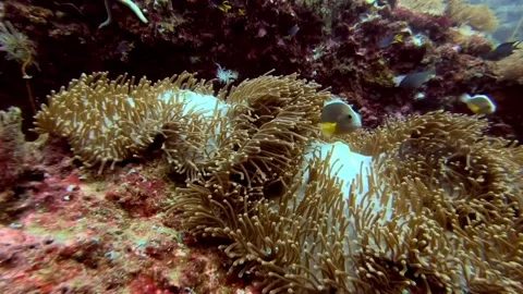 Skunk Clownfish in Anemone Stock Footage 139608024