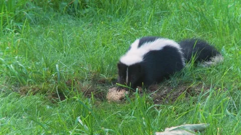 A skunk devouring a wasp nest found in the ground 2b Vídeos de archivo 232152488